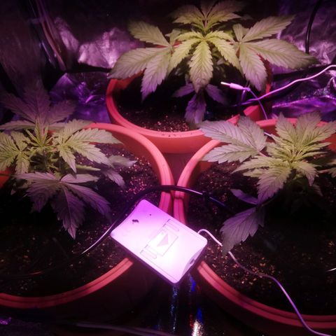Northern lights auto  growlog timeline photo
