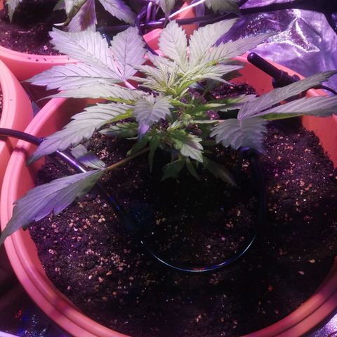 Northern lights auto  growlog timeline photo