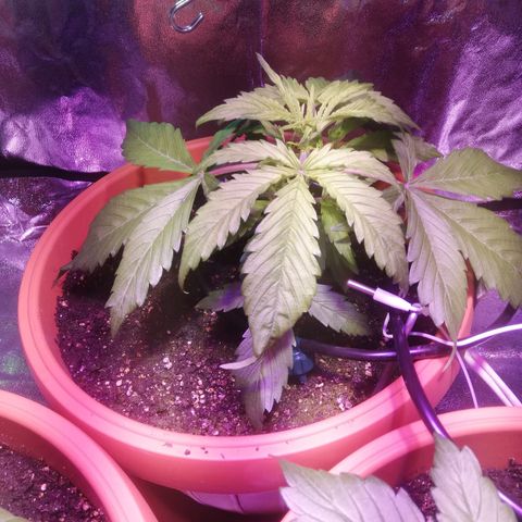 Northern lights auto  growlog timeline photo
