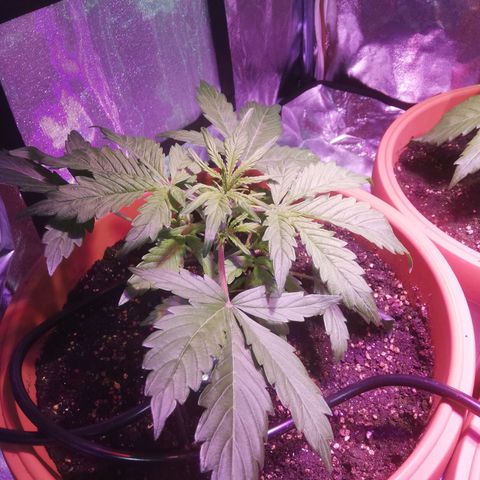 Northern lights auto  growlog timeline photo