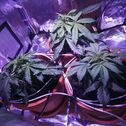 Northern lights auto  growlog timeline photo