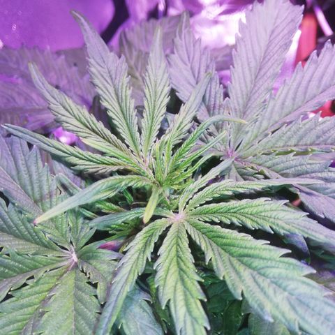 Northern lights auto  growlog timeline photo