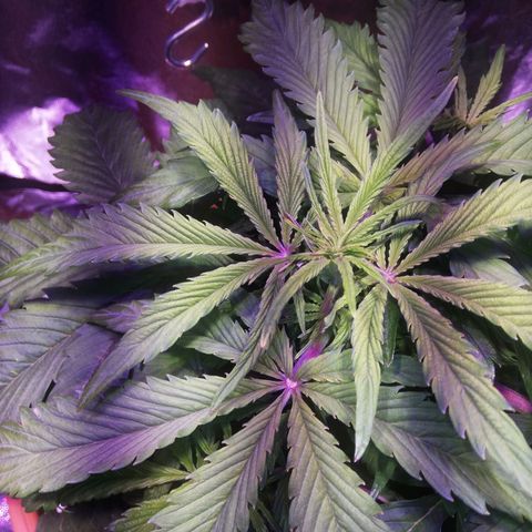 Northern lights auto  growlog timeline photo