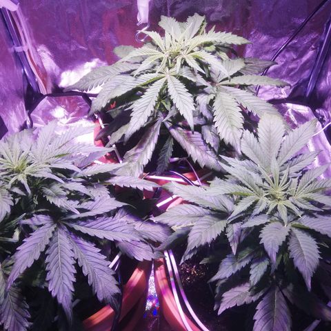 Northern lights auto  growlog timeline photo