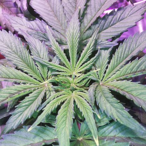 Northern lights auto  growlog timeline photo
