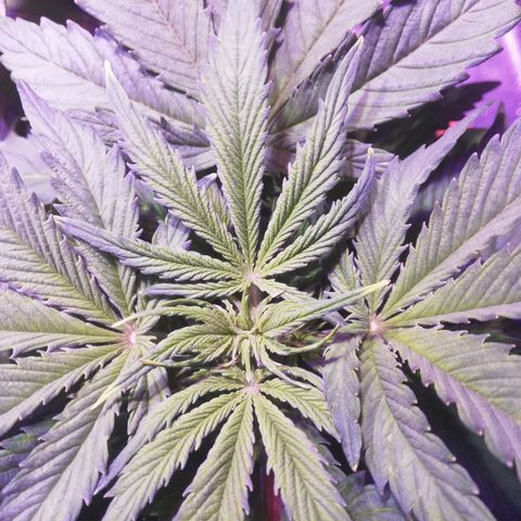 Northern lights auto  growlog timeline photo
