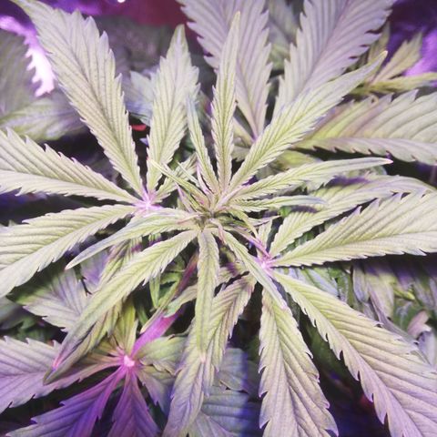Northern lights auto  growlog timeline photo