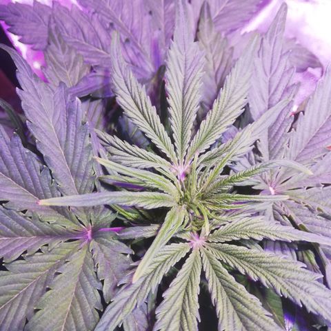 Northern lights auto  growlog timeline photo