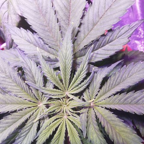 Northern lights auto  growlog timeline photo