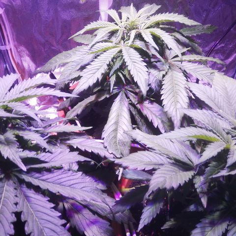 Northern lights auto  growlog timeline photo