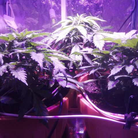 Northern lights auto  growlog timeline photo