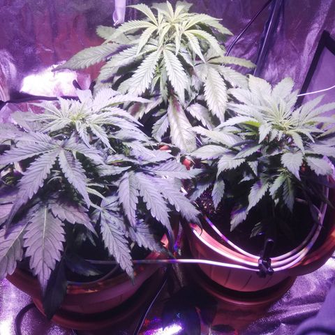 Northern lights auto  growlog photo: Prima e dopo la potatura