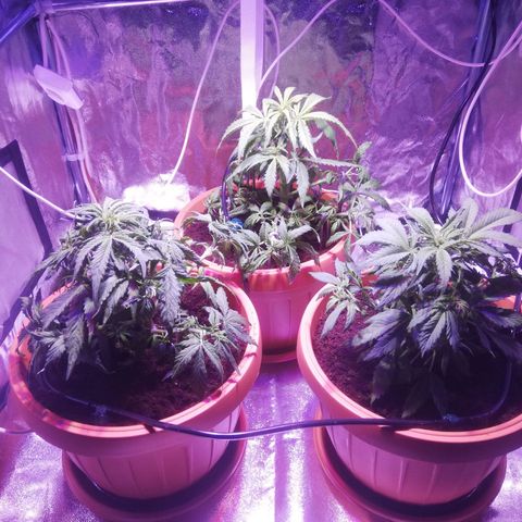 Northern lights auto  growlog photo: Prima e dopo la potatura