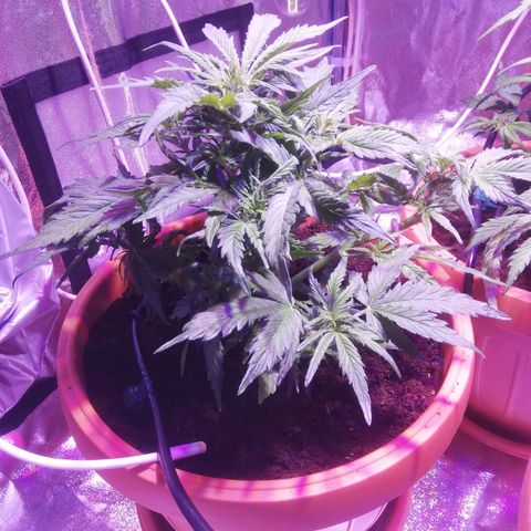 Northern lights auto  growlog timeline photo