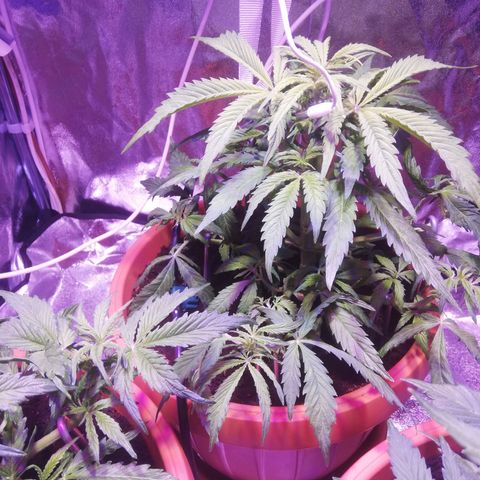 Northern lights auto  growlog timeline photo