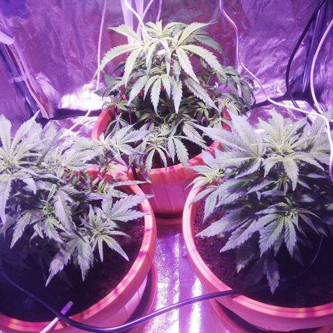 Northern lights auto  growlog timeline photo