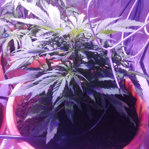 Northern lights auto  growlog timeline photo