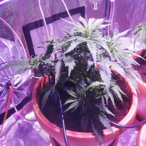 Northern lights auto  growlog timeline photo