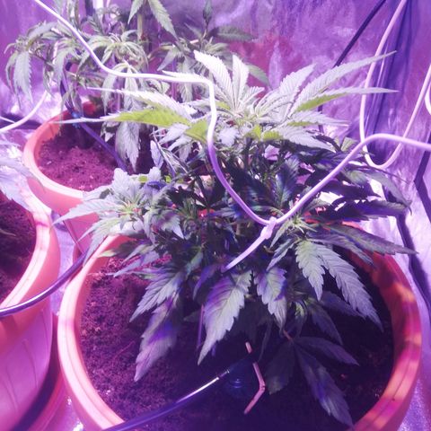 Northern lights auto  growlog timeline photo