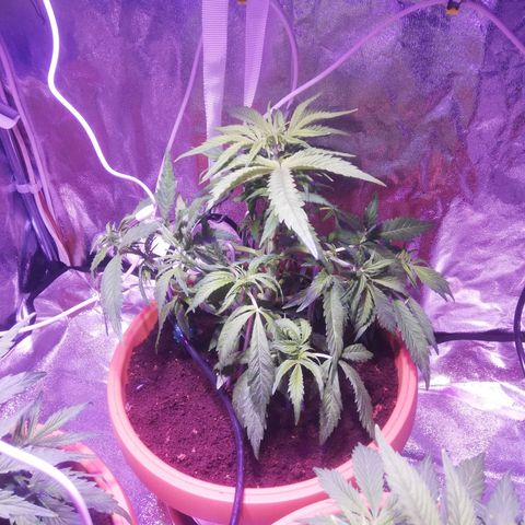 Northern lights auto  growlog timeline photo