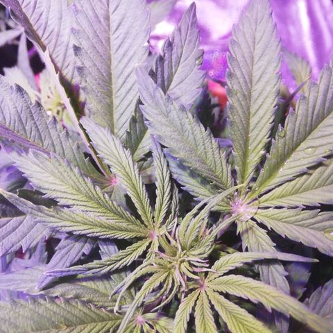 Northern lights auto  growlog timeline photo