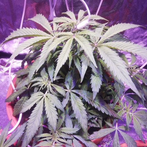 Northern lights auto  growlog timeline photo