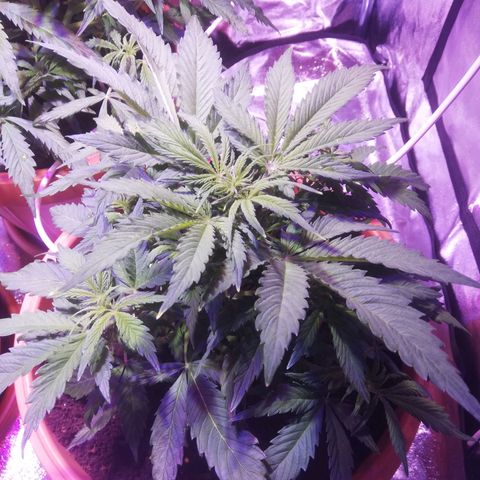 Northern lights auto  growlog timeline photo