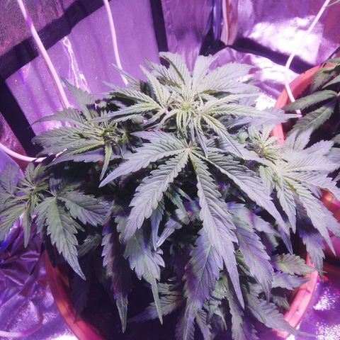 Northern lights auto  growlog timeline photo