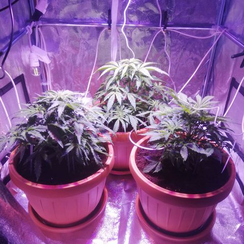 Northern lights auto  growlog timeline photo