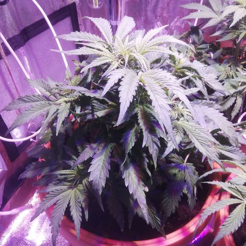Northern lights auto  growlog timeline photo