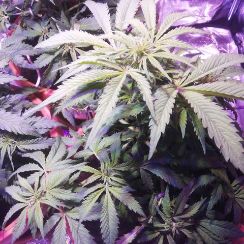 Northern lights auto  growlog timeline photo