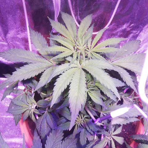 Northern lights auto  growlog timeline photo