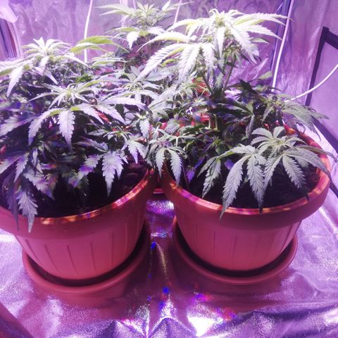 Northern lights auto  growlog timeline photo