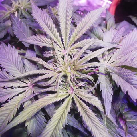 Northern lights auto  growlog timeline photo