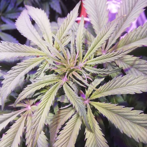 Northern lights auto  growlog timeline photo