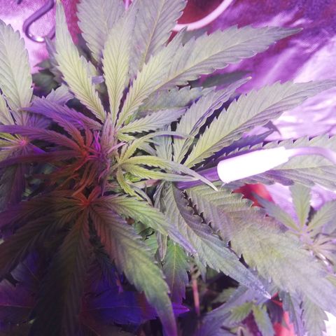 Northern lights auto  growlog timeline photo