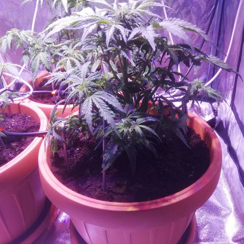 Northern lights auto  growlog timeline photo