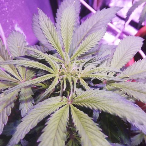 Northern lights auto  growlog timeline photo
