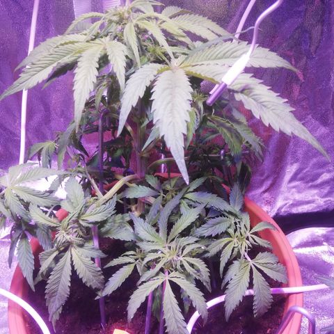 Northern lights auto  growlog timeline photo
