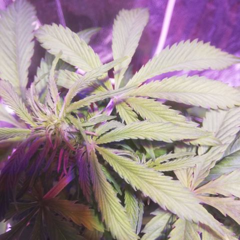 Northern lights auto  growlog timeline photo