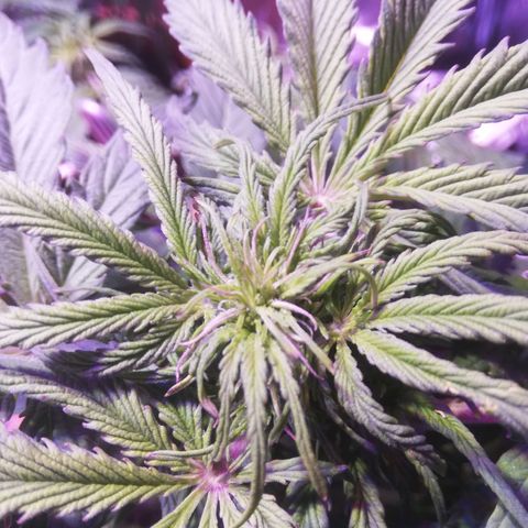 Northern lights auto  growlog timeline photo