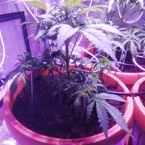 Northern lights auto  growlog timeline photo