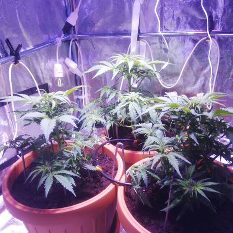 Northern lights auto  growlog timeline photo