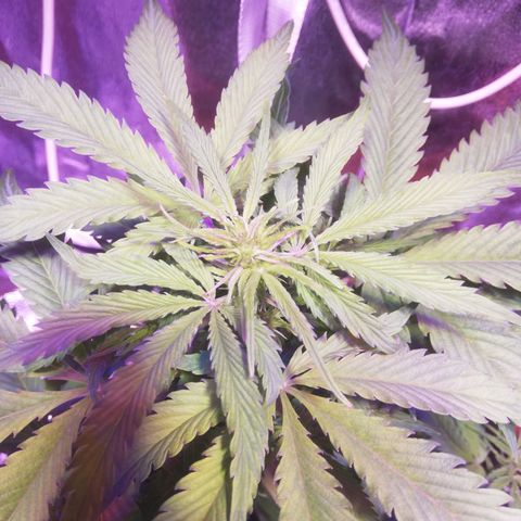 Northern lights auto  growlog timeline photo