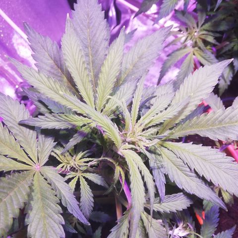 Northern lights auto  growlog timeline photo