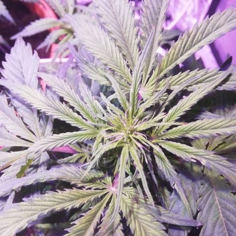 Northern lights auto  growlog timeline photo