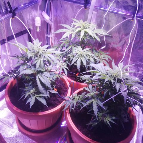 Northern lights auto  growlog timeline photo