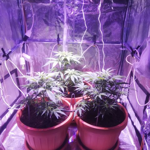 Northern lights auto  growlog timeline photo