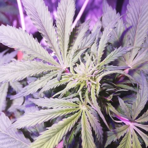 Northern lights auto  growlog timeline photo