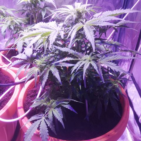 Northern lights auto  growlog timeline photo